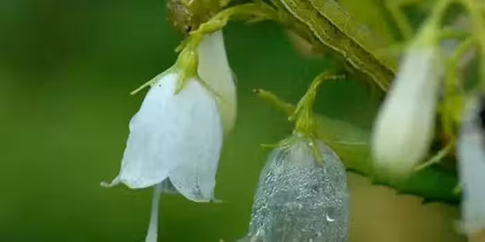 /www/bananadaily.net/web/images/image/2206/22061835.avif