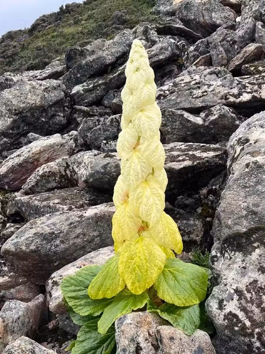 /www/bananadaily.net/web/images/image/2255/22556772.avif